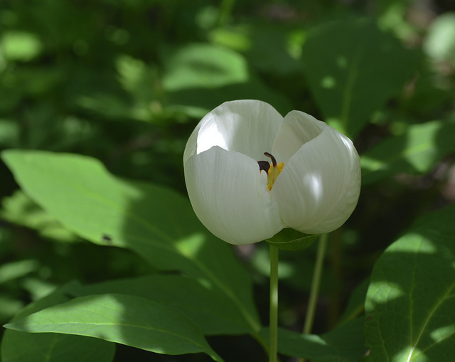 2015-04-18-12.28.27wb.jpg