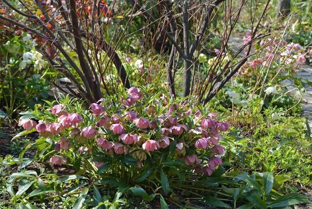 20160328赤大株wb.jpg