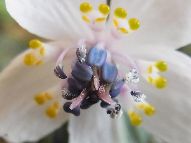 A20150206-12.25wb.jpg