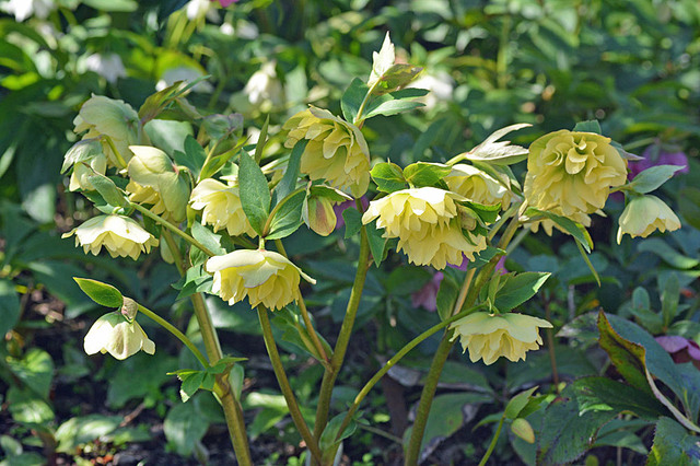 CR-黄八重2wb2.jpg
