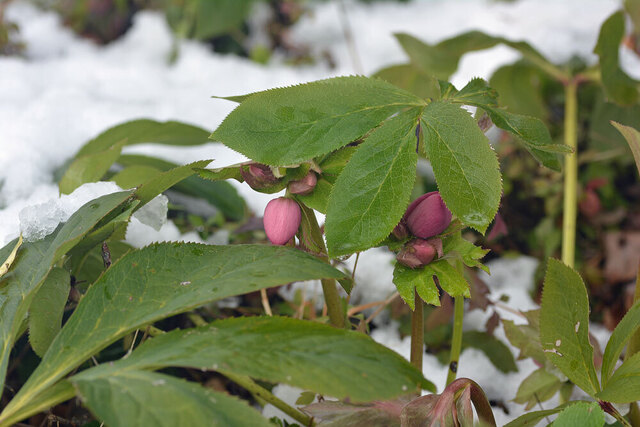CR紅い蕾20180120wb.jpg