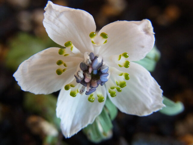 D2015-02-05wb.jpg