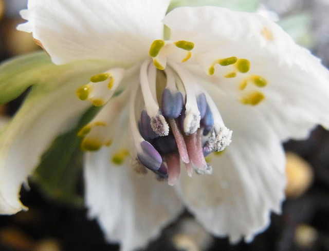E2015-02-06-wb.jpg