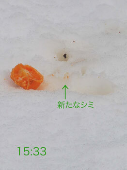 みかん再現1533wb1.jpg