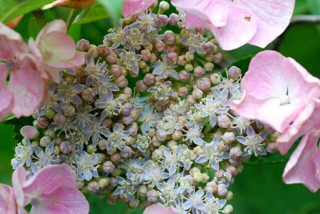 アジサイP両性花1wb.jpg