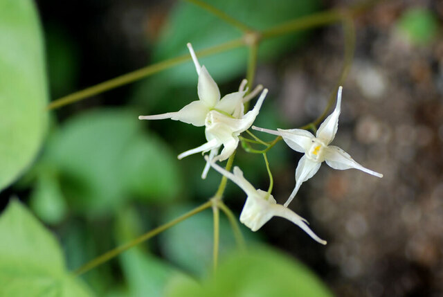 イカリソウ花2wb.jpg