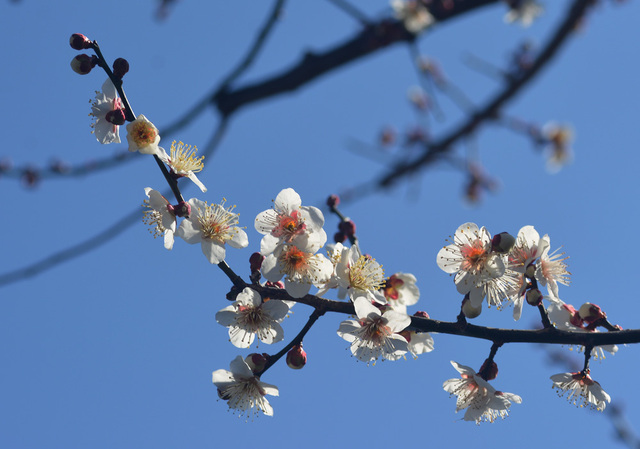 ウメ2015-02-20-2-wb.jpg
