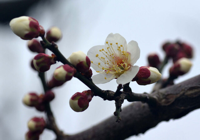 ウメ2015-02-22wb2.jpg
