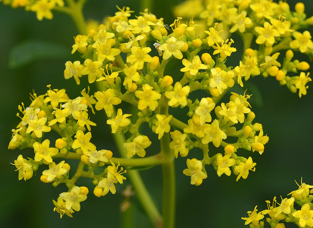 オミナエシ花1wb.jpg