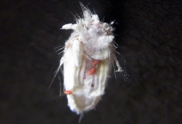 カイガラムシ子虫1wb.jpg