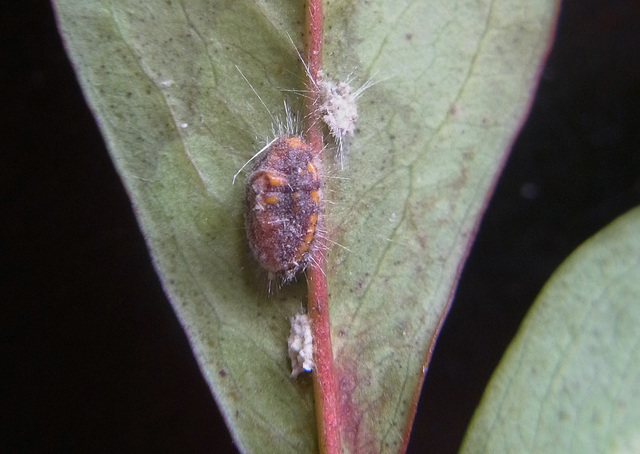 カイガラムシ幼虫1wb.jpg