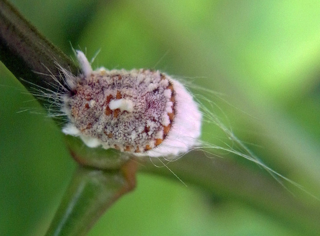 カイガラムシ幼虫5wb2.jpg