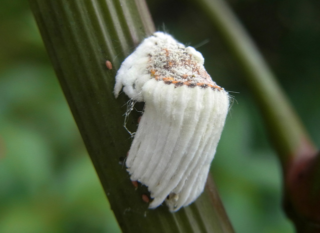 カイガラムシ成虫1wb.jpg