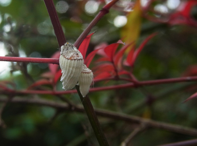 カイガラムシ成虫2-2wb.jpg