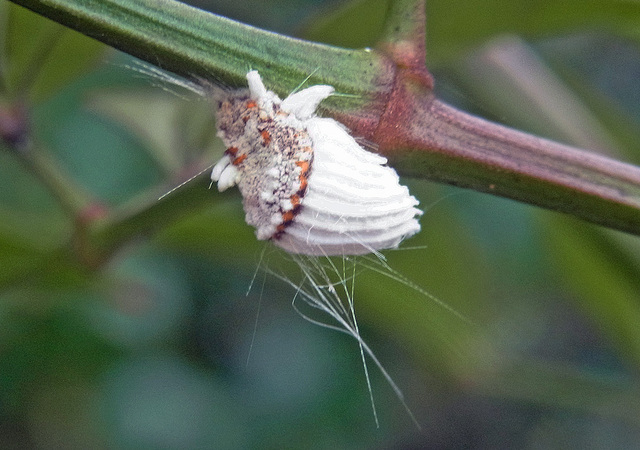 カイガラムシ成虫4wb.jpg