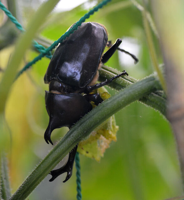 カブトムシ2013-5wb.jpg