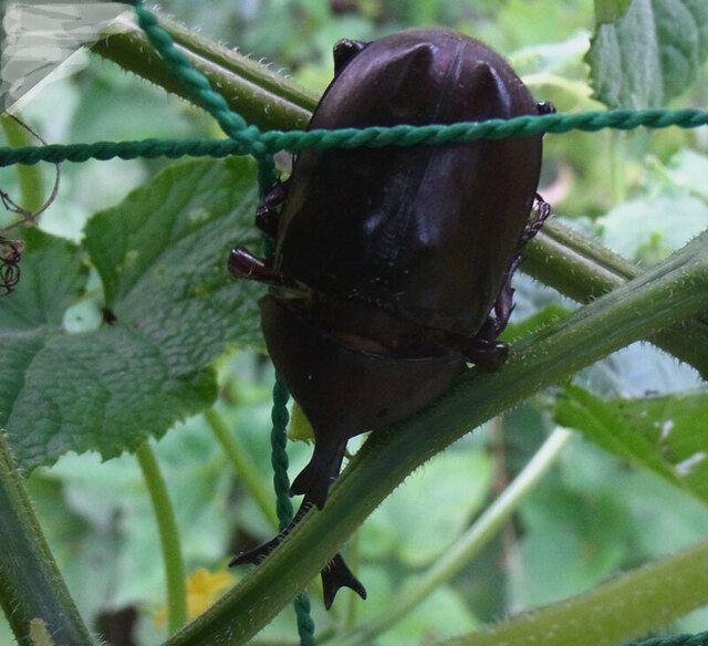 カブトムシ201307181809-1wb.jpg