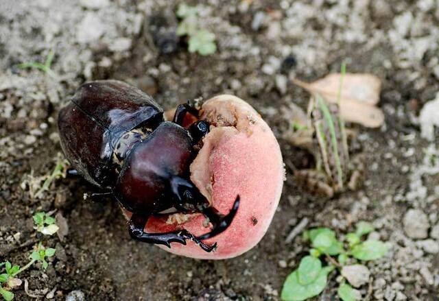 カブトムシ桃・蛙1wb.jpg
