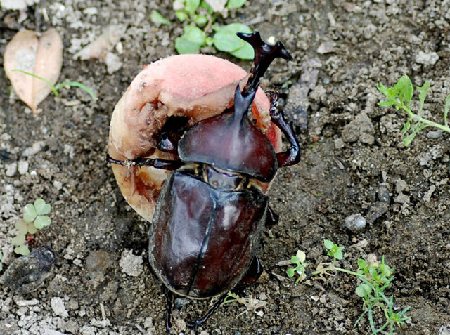 カブトムシ桃wb.jpg