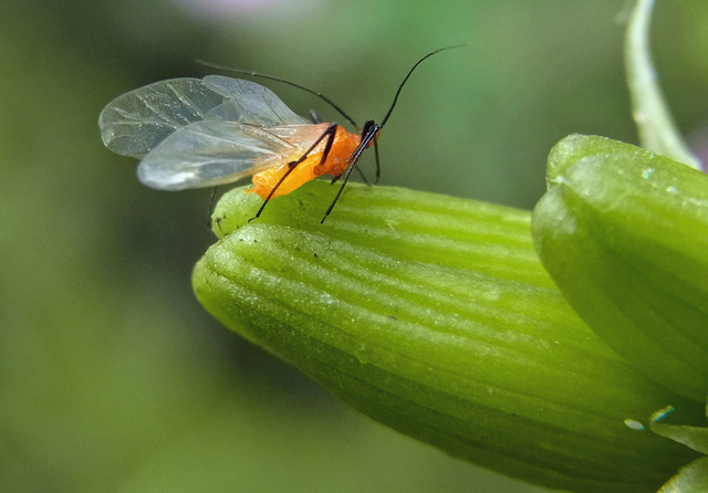 キスゲフクレアブラムシ成虫4wb.jpg