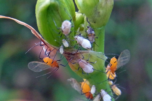 キスゲフクレアブラムシ成虫wb.jpg
