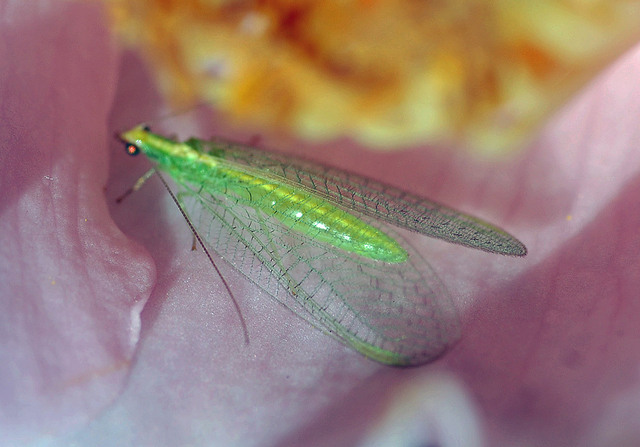 クサカゲロウ20071118wb.jpg