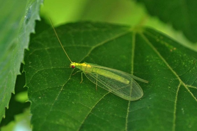 クサカゲロウ20110wb.jpg