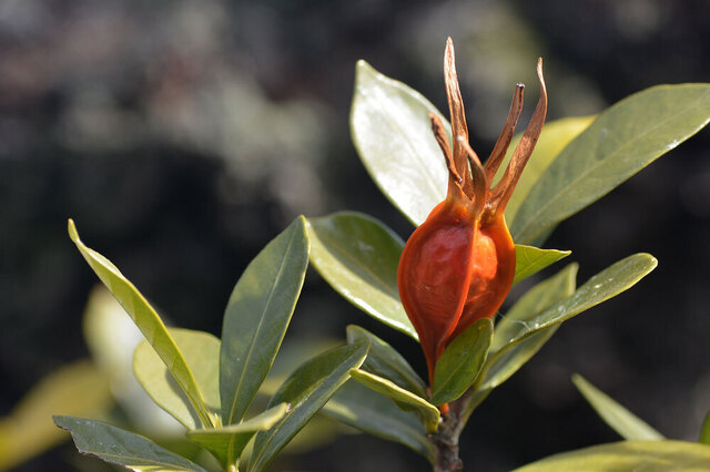 クチナシ20140213wb.jpg