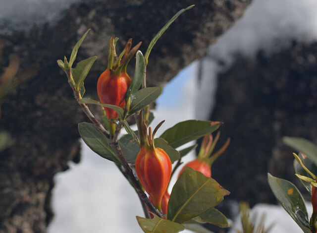 クチナシ雪-3wb.jpg