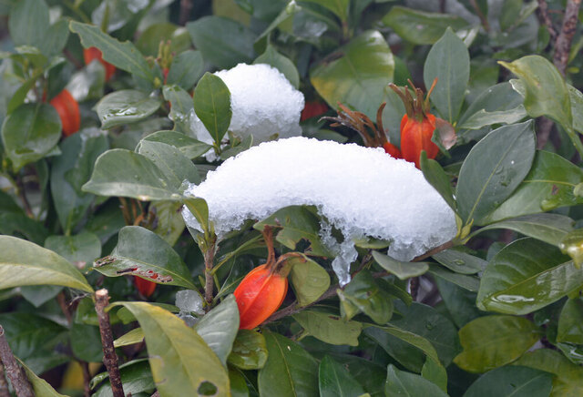 クチナシ雪wb.jpg