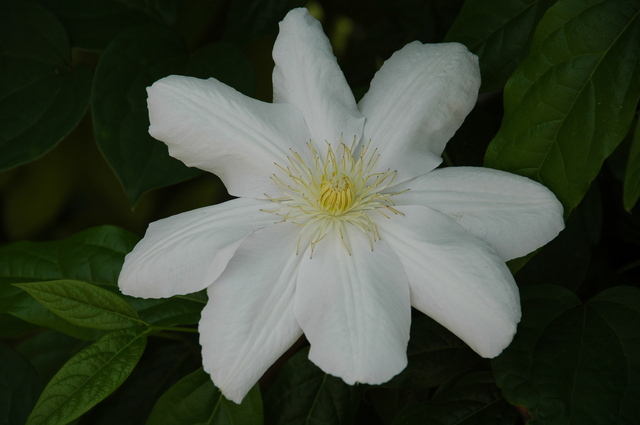 クレマチス(あさがすみ)朝霞w@20080507.JPG