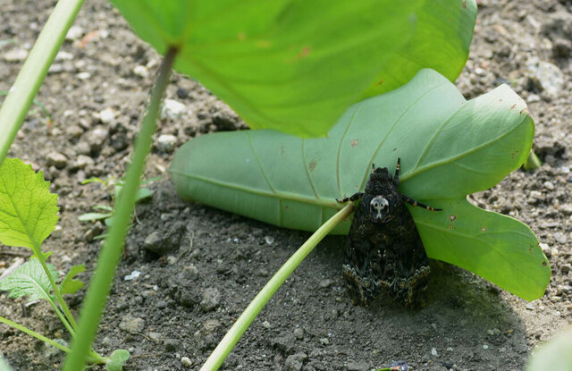 クロメンガタ成虫1wb.jpg