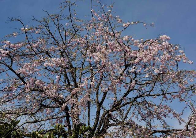 サクラ20140405-1wb.jpg