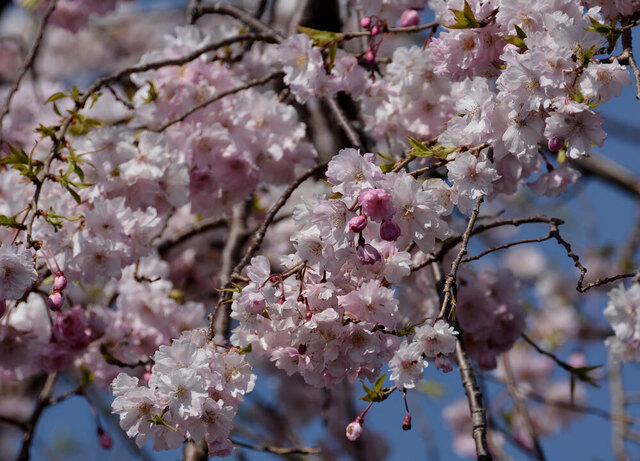 サクラ20140405-5wb.jpg