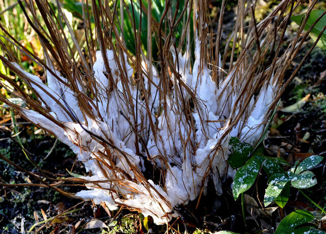 シモバシラ20130104wb2.jpg