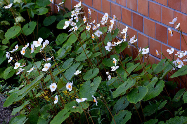 シラユキゲシ2014-2wb.jpg
