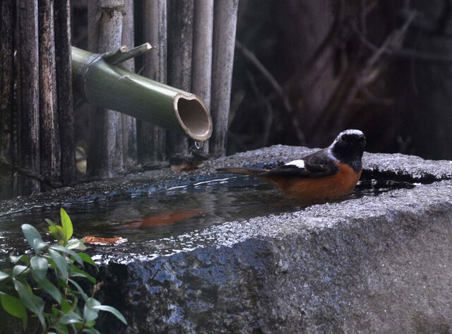 ジョウビタキ水浴2wb.jpg