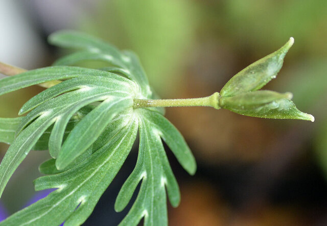 セツブンソウ果実20140302wb.jpg