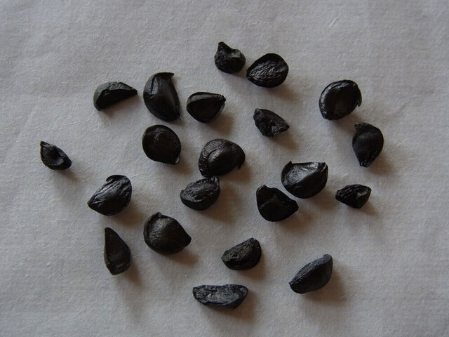 ゼフィランサスカリタ種子2wb.jpg
