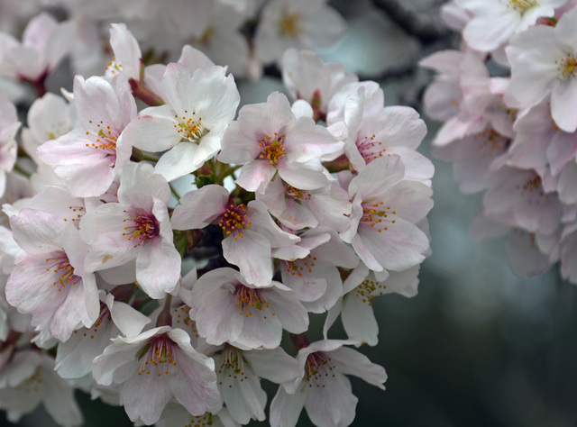 ソメイヨシノ花wb.jpg