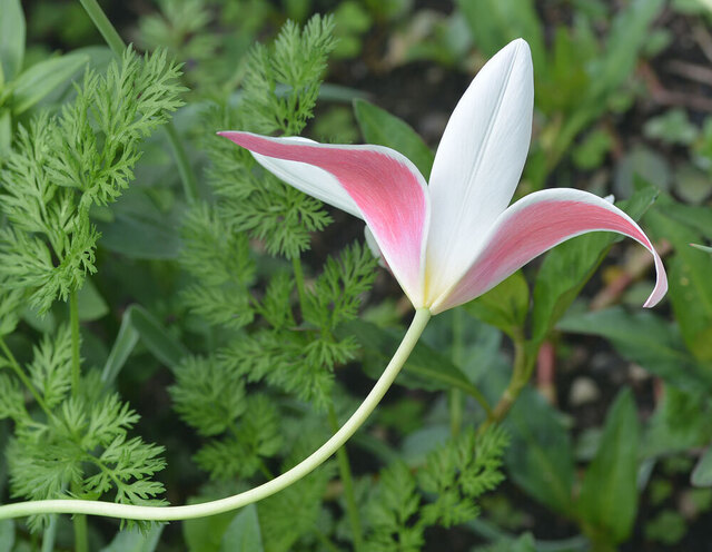 チューリップ花終末1wb.jpg