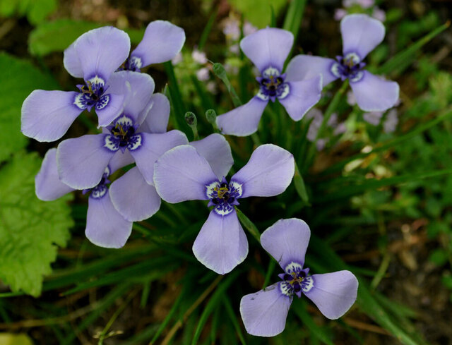チリアヤメ20130523wb.jpg