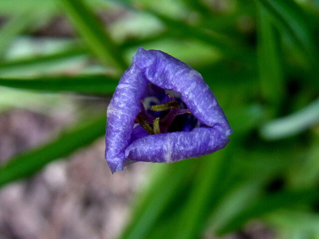 チリアヤメ閉花wb.jpg