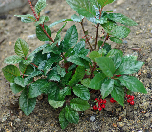 ツルコウジ20101231wb2.jpg