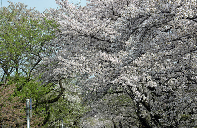 トンネル緑白wb.jpg