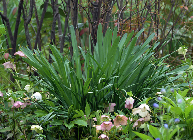 ナツズイセン葉2015-04-02wb.jpg