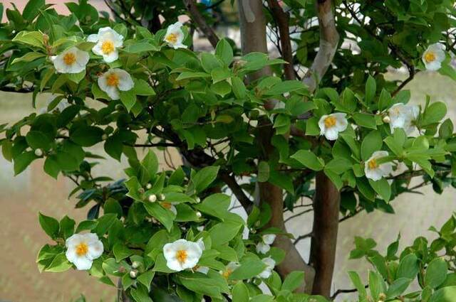 ナツツバキ田植090614@wb.jpg