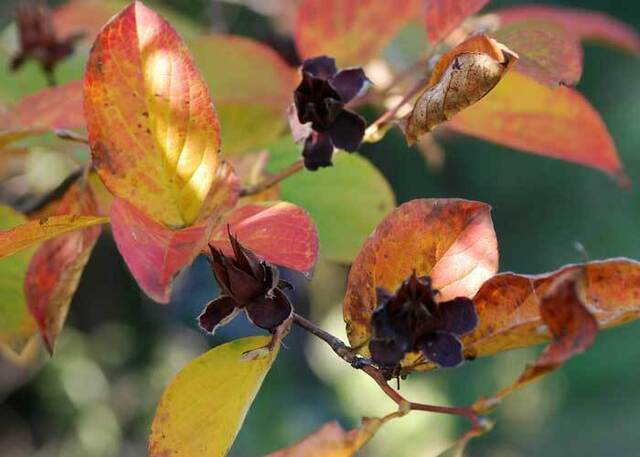 ナツツバキ紅葉09wb.jpg