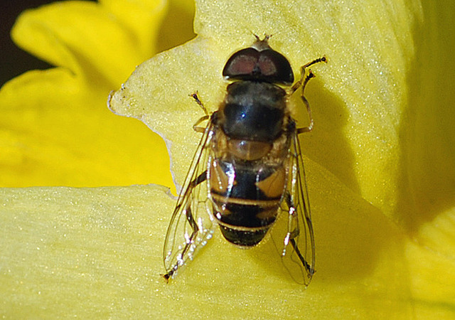 ナミハナアブ2012-1wb.jpg