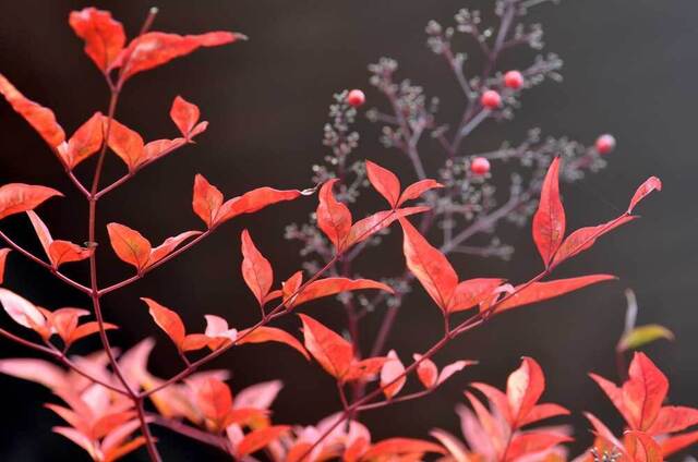 ナンテン紅葉2wb.jpg